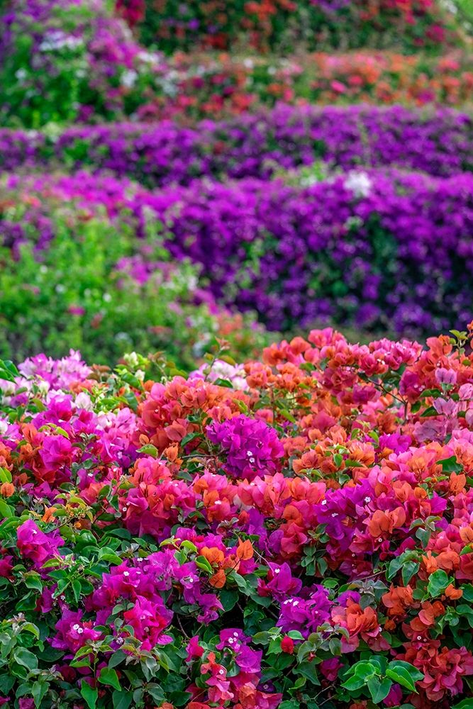 Bougainvillea in tropical garden